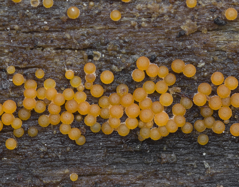 Nectria peziza